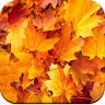 Autumn Wallpaper 4K icon