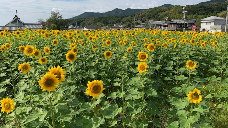 の投稿画像1枚目