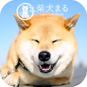 Dog Wallpaper　Shiba Inu Maru  Icon