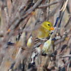 American Goldfinch