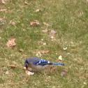 Blue jay