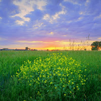 Colori campestri di 