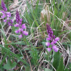 Tufted Milkwort