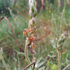 Plantago