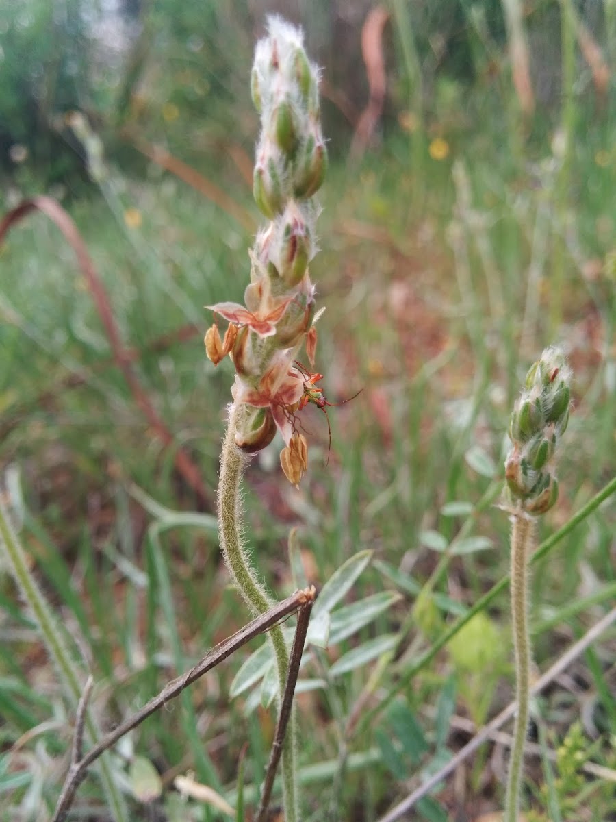 Plantago