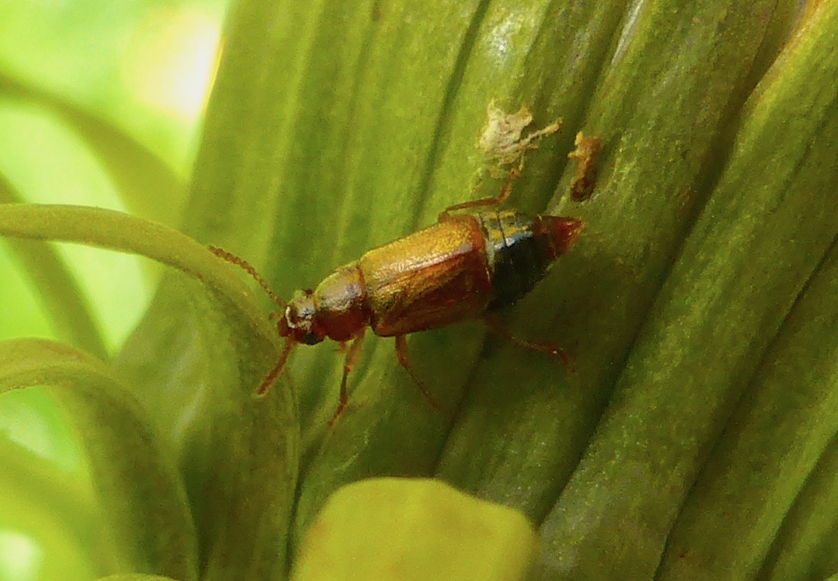 Ocellate Rove Beetle