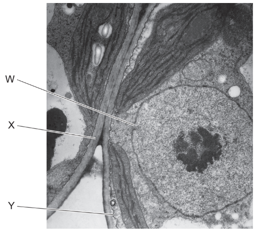 Cell structure - detailed structural analysis of cell organelles and identification from TEM/ SEM