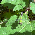 Eastern Pondhawk