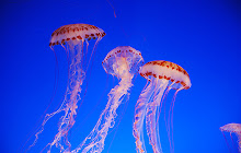 Jellyfish Wallpapers New Tab Theme small promo image