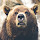 Cute Bear HD Wallpapers New Tab
