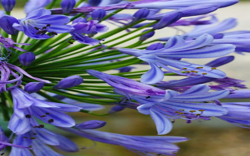 Agapanthus africanus flower wallpaper screenshot 1