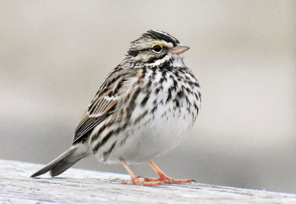 White-throated Sparrow