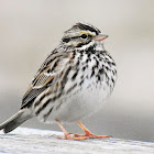 White-throated Sparrow