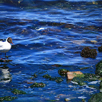 BLU PACIFICO di 