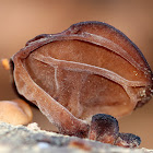 Wood Ear