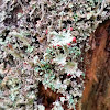 Dragon Cladonia