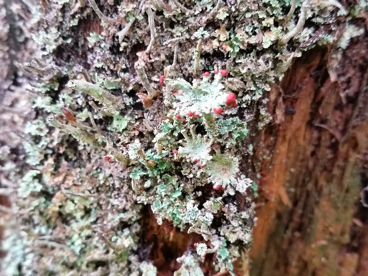 Dragon Cladonia