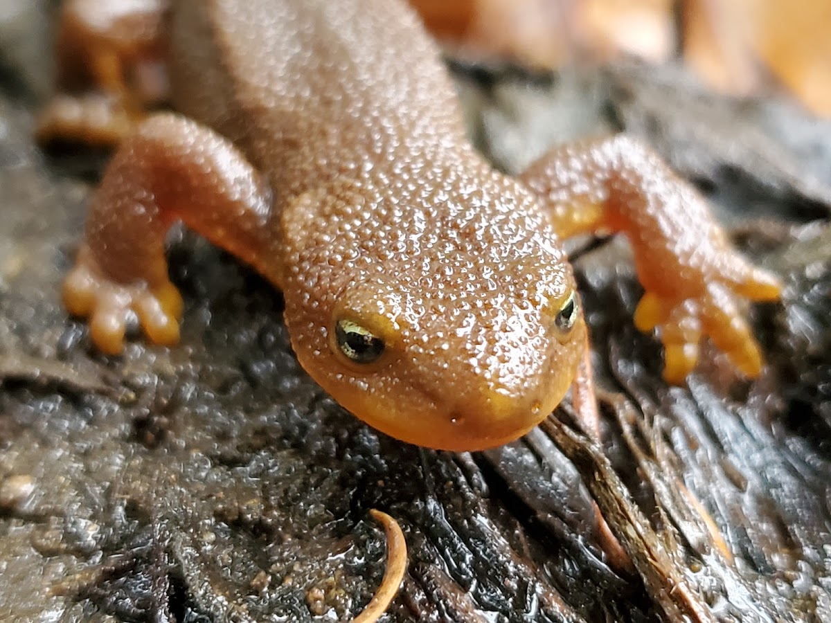 Rough-skinned newt