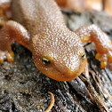 Rough-skinned newt