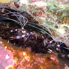 Coral Banded Shrimp