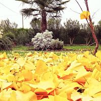 L'AUTUNNO DEL GINKO di 