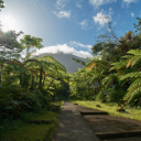 Tropical forest with lots