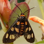 Orange Spotted Tiger Moth