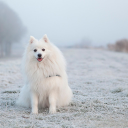 White fur dog