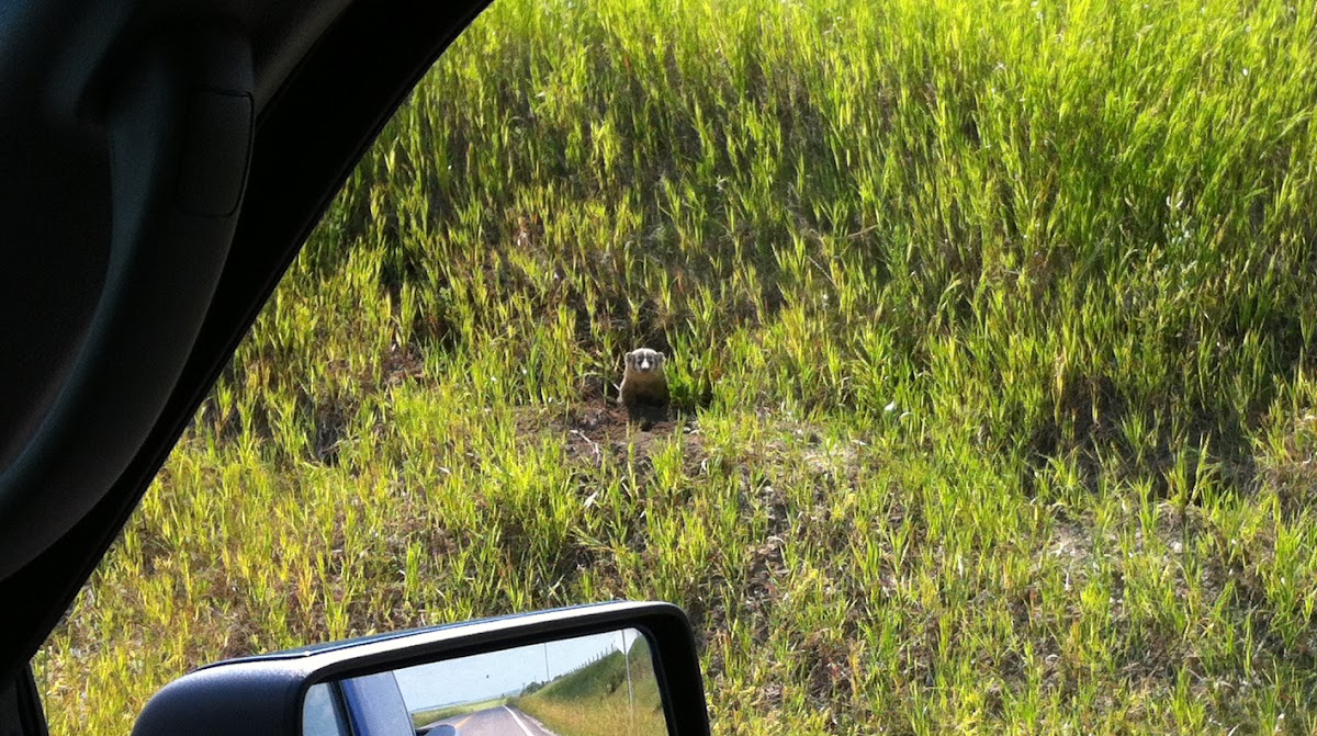 American badger