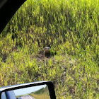 American badger