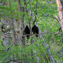 Turkey Vulture