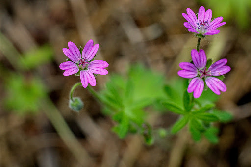 Geranium molle