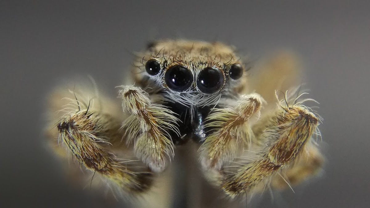 Jumping Spider