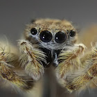 Jumping Spider