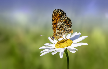 Butterfly perches on white flowers small promo image
