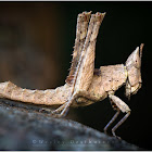 Monkey Grasshopper