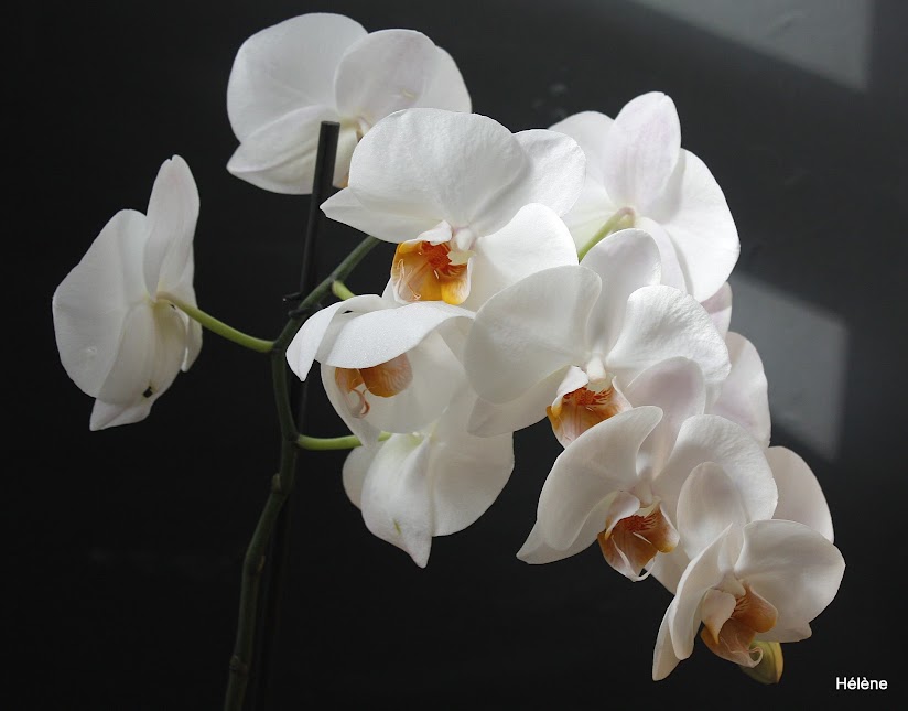 Phalaenopsis blanc et labelle orange NM3Az1u0enY7rwukI_GNlVJL-MOydmSw2dz43Fw9S5qItKUf663ZQ5gRPHduDyKvN4VFZU3zRtSEECChvzczdmPN1GMi5zXLjkoyeDJkiUYKNCwG8Ok3pecEXE9YX5ecBI8QET5etKIZ2klwbGOjb02eWC_NXa3qr9dy5y2VL3gLWDQ4QpdbpHN4fqoMhuDZmRnmghFb6Eon4IlDsVfxqA2dgjaDRsg68b7j3gr1oM6H9tb2xubgEKY3NYS2BQmqnHrUYktLlSogRqdg4veUNh3Hak_fJrqEfOOtL9A8RM0QA_ZsxdYqeVfkd-Y3Mwn1dSpP-VdtPG76e9A29m4Zn2OfWtzdKo3o898QB_cauFUALcCW0GqVvvGQ0CZcHyXV1mpOP21-rWvjVac-AmRlNM11puLgvkCcN5nYMm75FjtSKUtTep3nFBGm4rTyuxn9CnVr-6vtFKIqM-Fhoyb9RRpJ60TTNnZ_HgnQP3SxBYxPYBbKUVrbkTaMViJE39-p22885dRNjjIPWbAAykmUdgCnY-_U6C2k4y91XxODM6wc0h_ydUNdSiVNVnDkNwP_6f6yJfcWLmqQZzFNYm0cpxAMB1GSrMPi=w824-h645-no