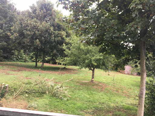 Removal of 7 small trees to allow space for planning application 