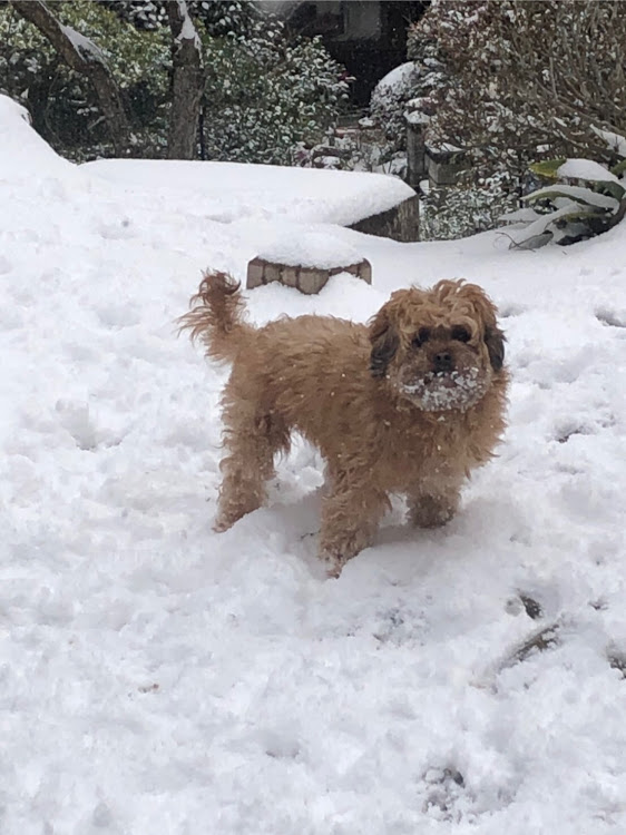 ハイエースバンの今年もあとわずか・プリウスもLED化・簡易コーティング剤・年末の雪・犬は喜び庭駆け回り！に関するカスタム事例の投稿画像3枚目