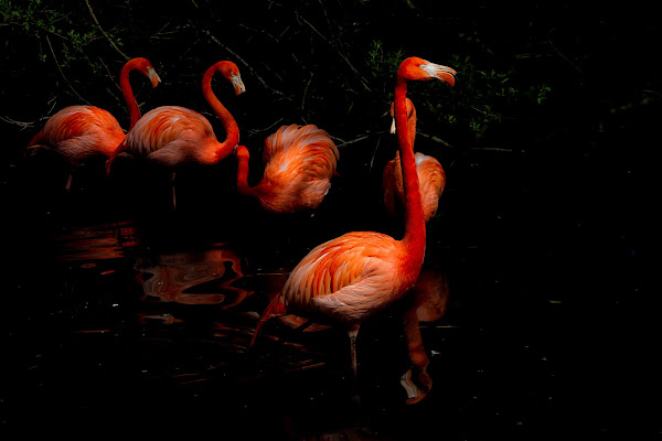 Flamingos di Resgausch