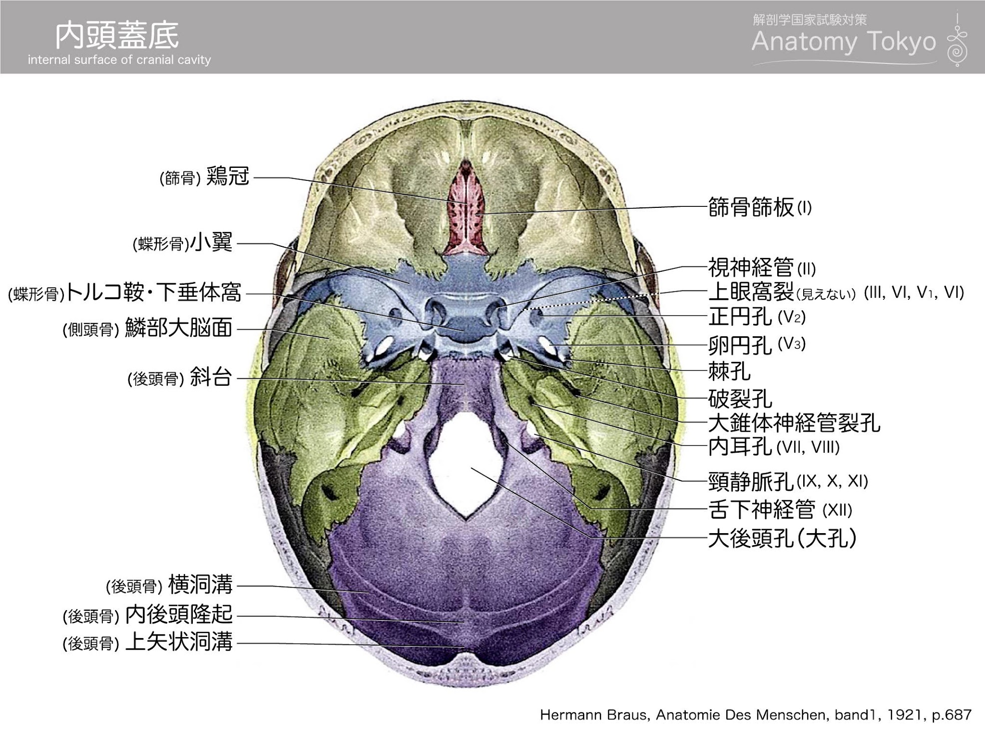 内頭蓋底の構成と通過する脳神経 徹底的解剖学