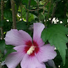 Hibiscus