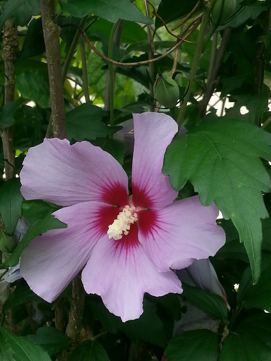 Hibiscus