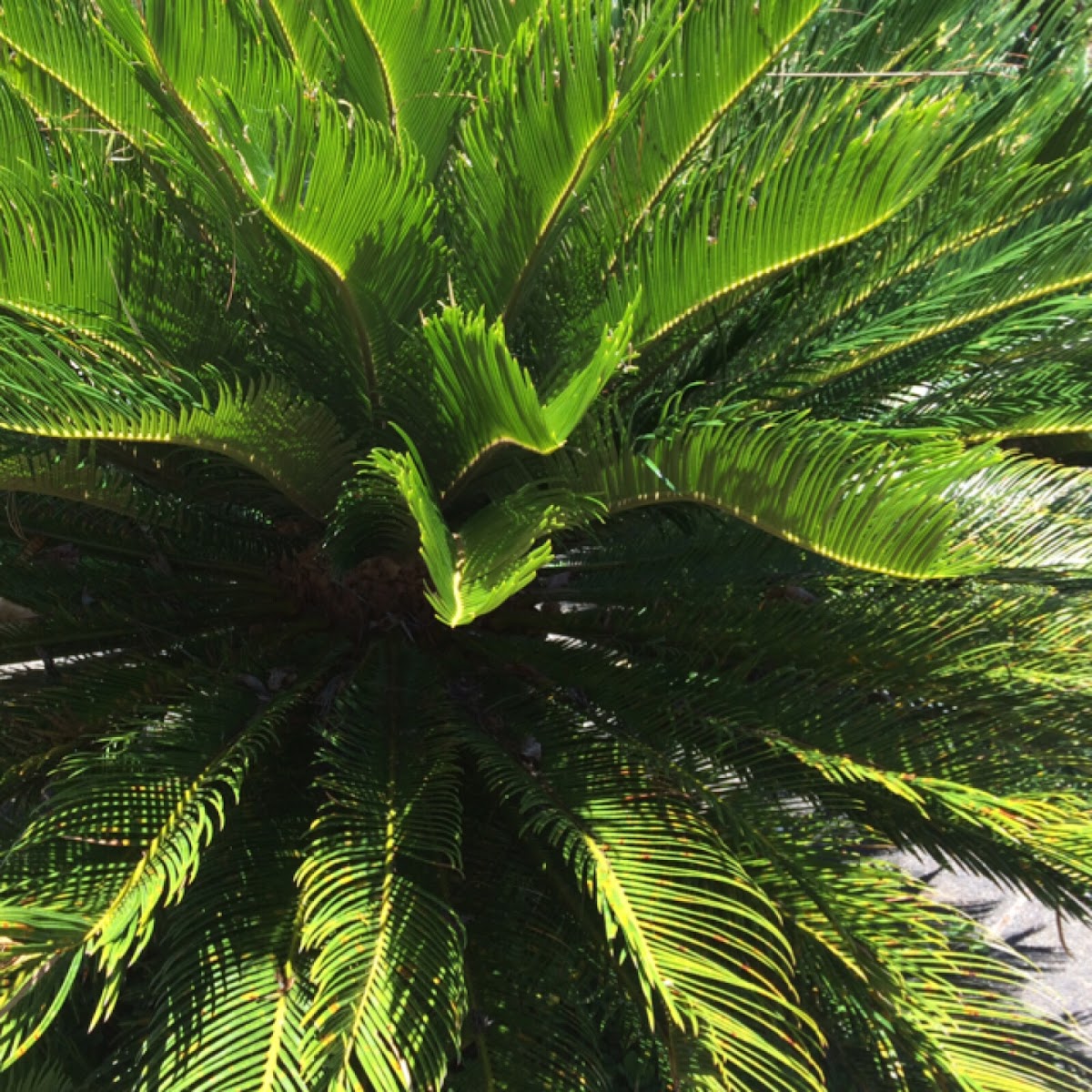 Sago palm