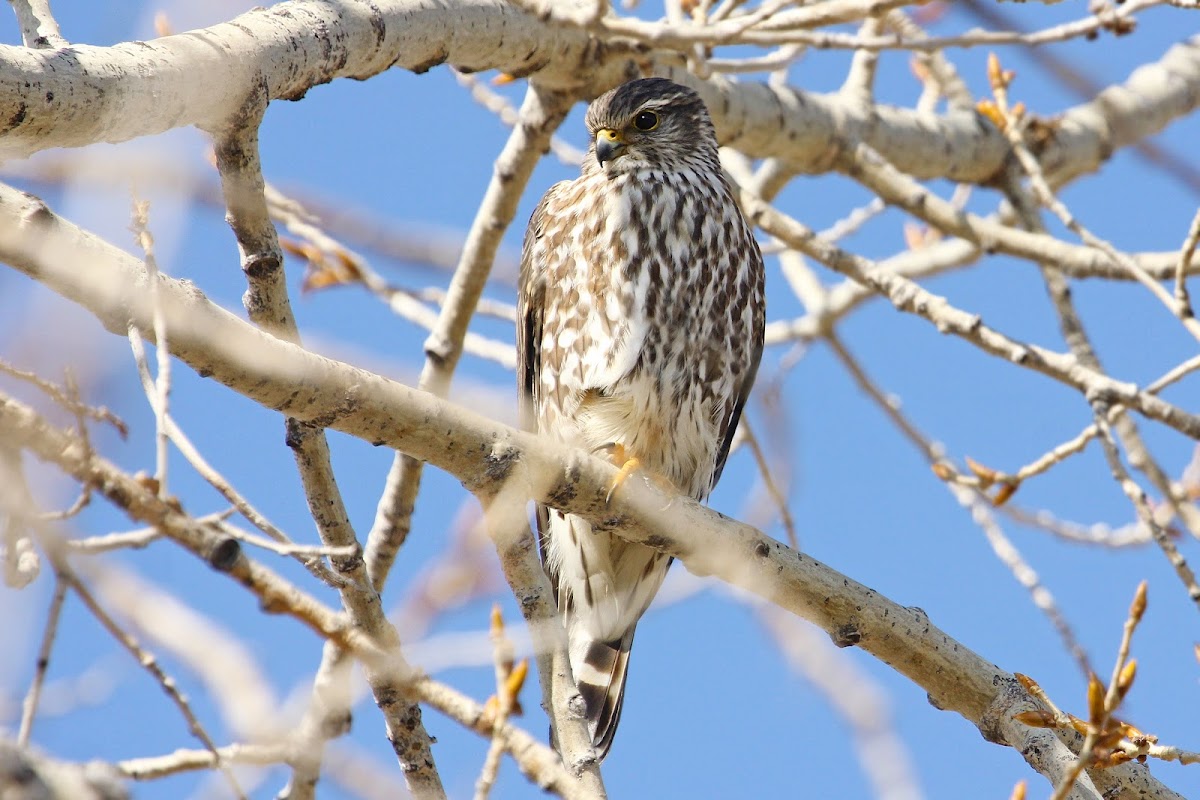 Taiga Merlin