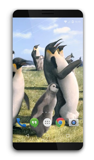 Arctic Penguin Live Wallpaper