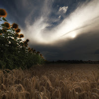 Passeggiando tra spighe e girasoli di 