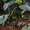 Caribbean Heart Shaped Anthurium