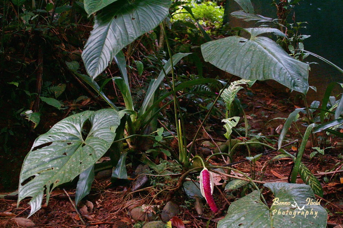 Caribbean Heart Shaped Anthurium