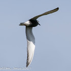 Whiskered Tern; Fumarel Cariblanco